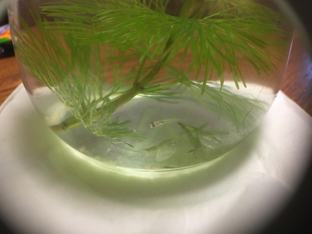 f:id:shallrun:20190227111804j:plain f:id:shallrun:20190227111804j:plain
