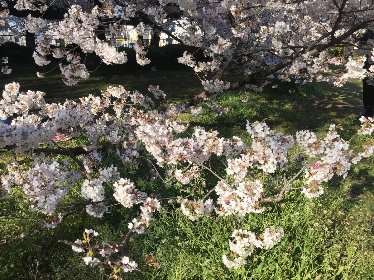 f:id:shallrun:20190405021848j:plain f:id:shallrun:20190405021848j:plain