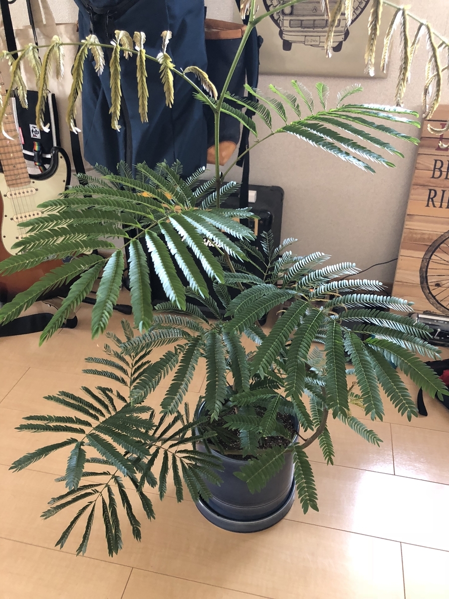 エバーフレッシュ成長記録 新たな新芽が出てきました 駆け抜けて墓場まで