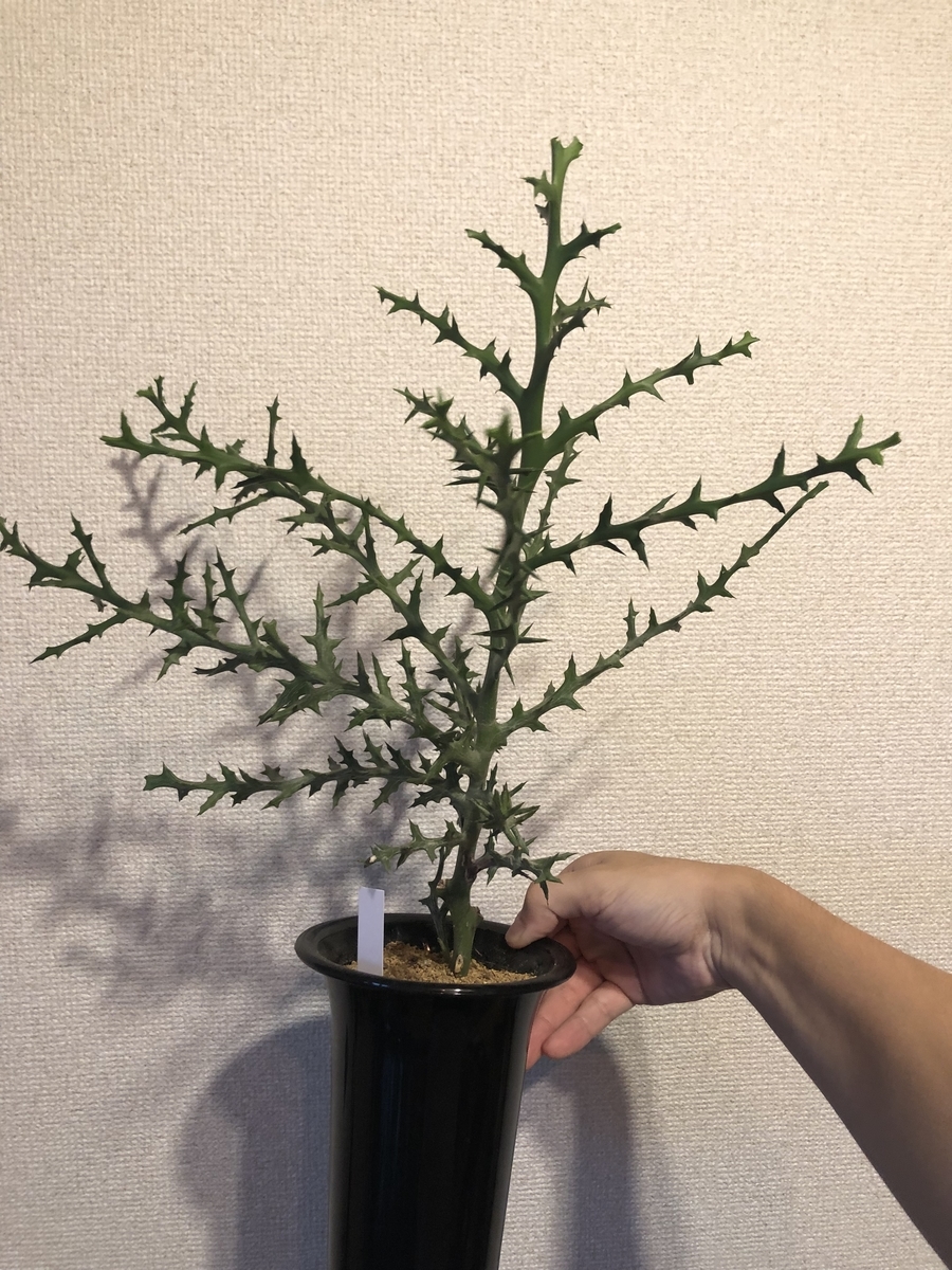 ステノクラーダ成長記録 もしかしたら手持ちの植物で一番成長が早いかもしれません 駆け抜けて墓場まで