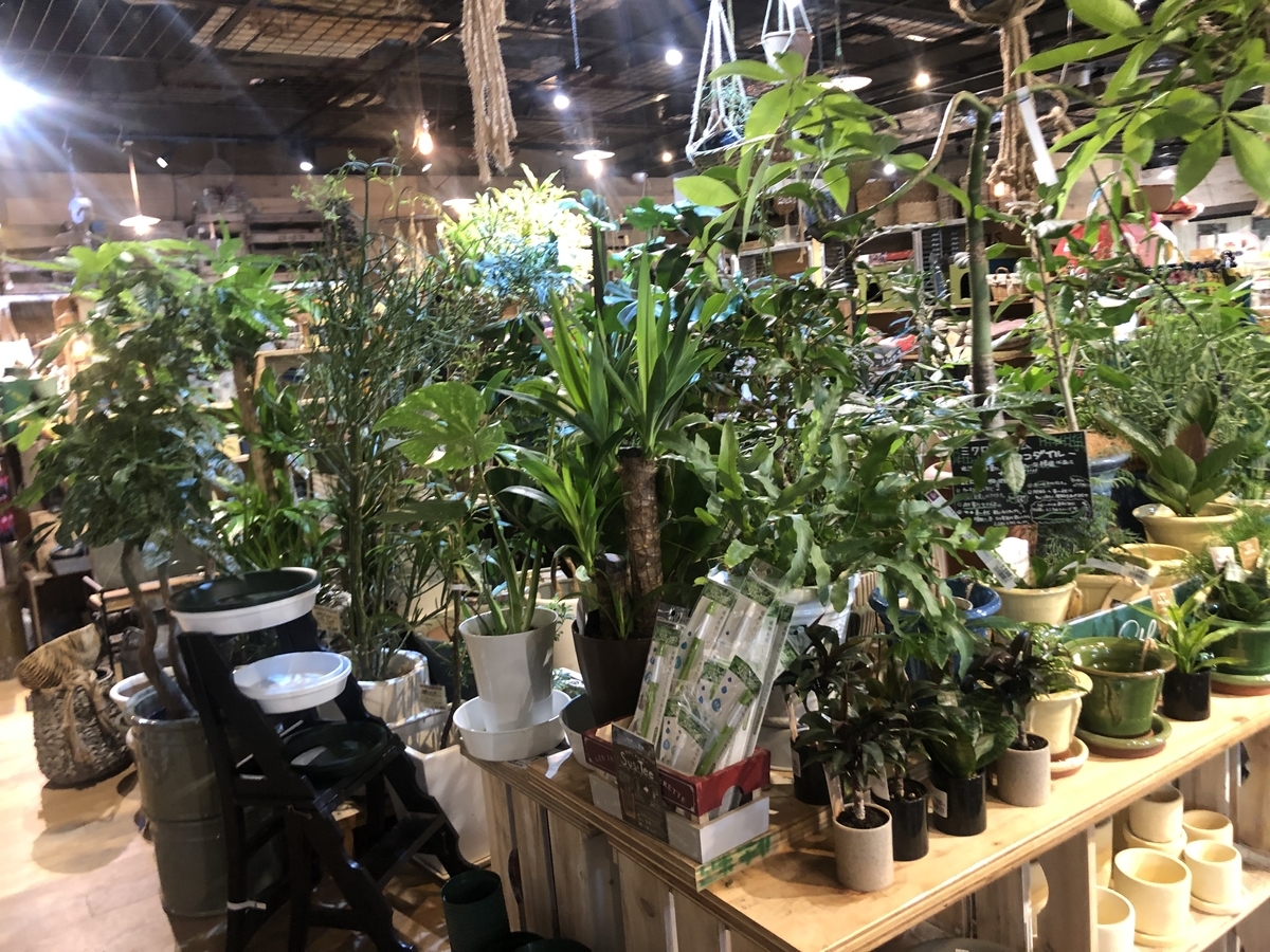 Mulberry Garden さいたま新都心の園芸ショップ マルベリーガーデンに行ってきました 駆け抜けて墓場まで Mulberry Garden さいたま新都心の園芸ショップ マルベリーガーデンに行ってきました 駆け抜けて墓場まで