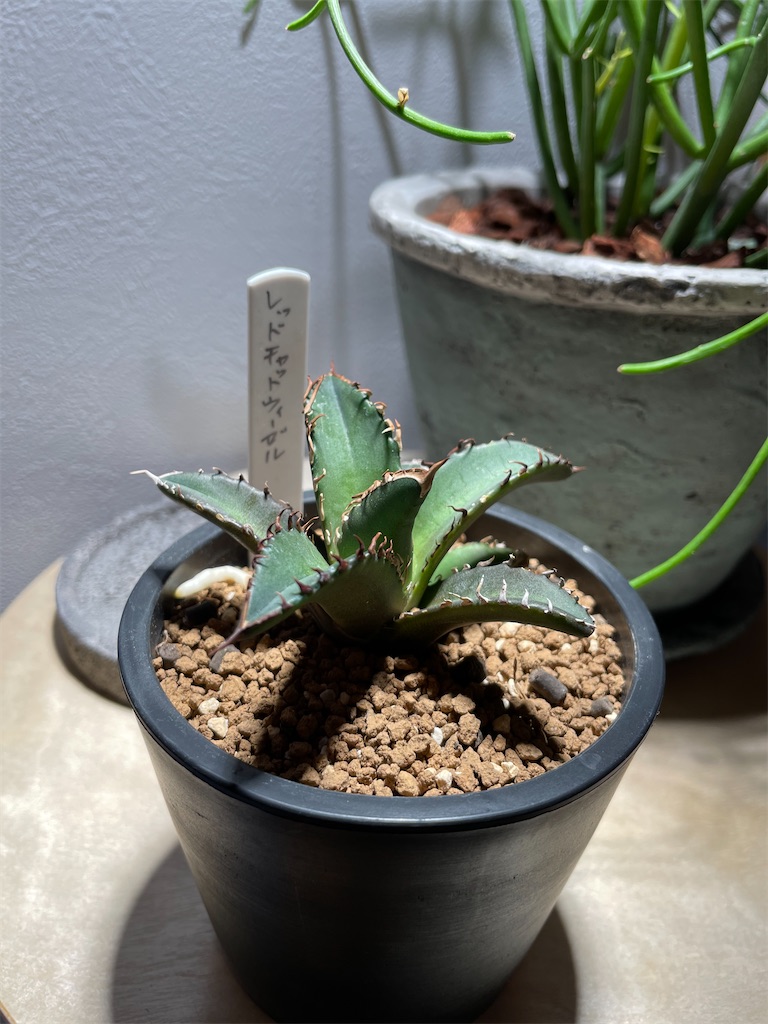 f:id:sham0ji:20210413230619j:image f:id:sham0ji:20210413230619j:image