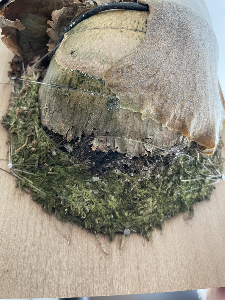 f:id:sham0ji:20210808001246j:plain