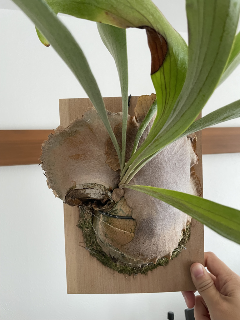 f:id:sham0ji:20210808001313j:plain