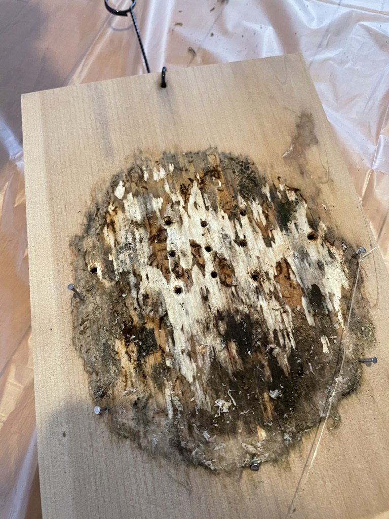 f:id:sham0ji:20210808001657j:plain