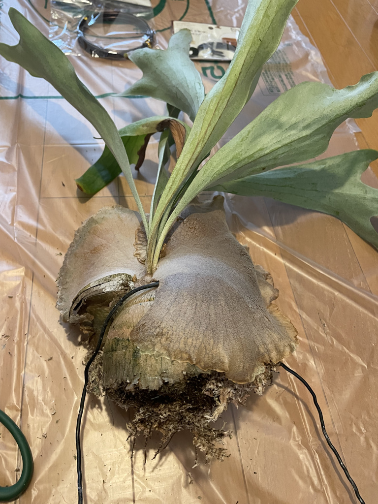 f:id:sham0ji:20210808001808j:plain