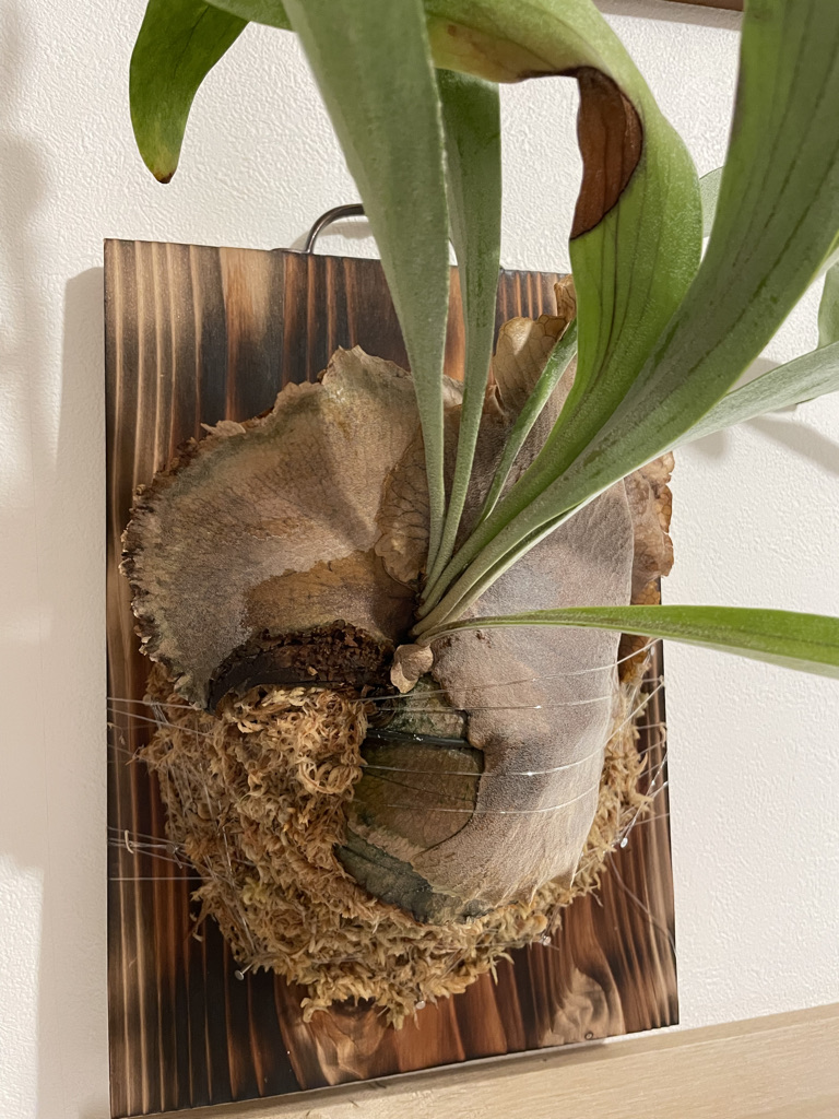 f:id:sham0ji:20210808002730j:plain