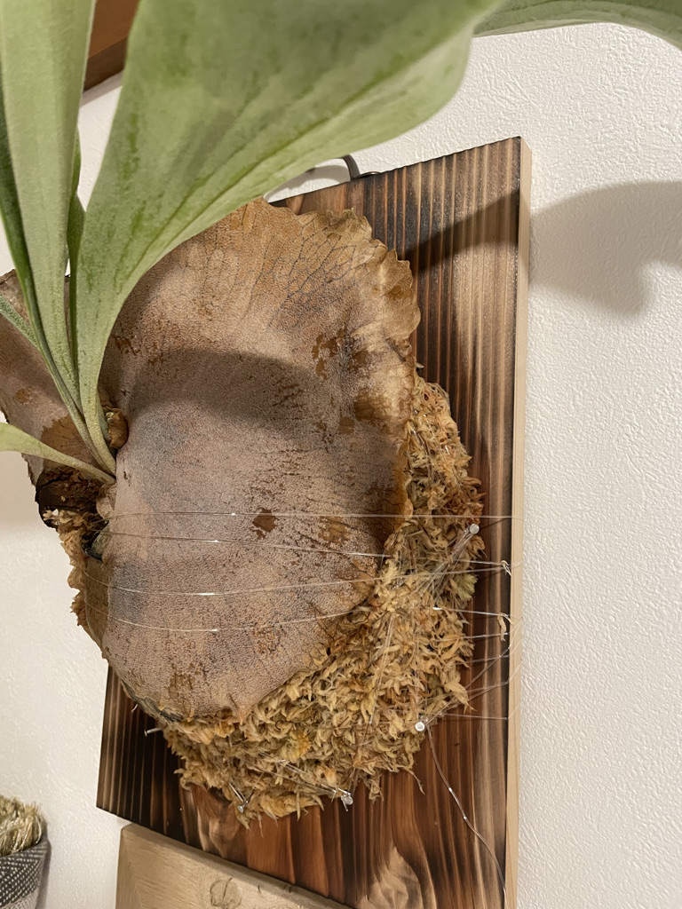 f:id:sham0ji:20210808002801j:plain