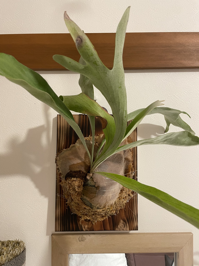 f:id:sham0ji:20210808002910j:plain