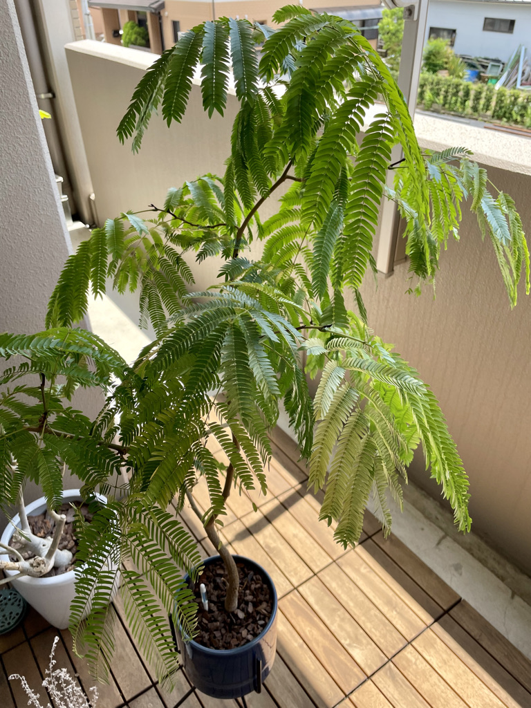 エバーフレッシュを剪定しました 22年5月 駆け抜けて墓場まで