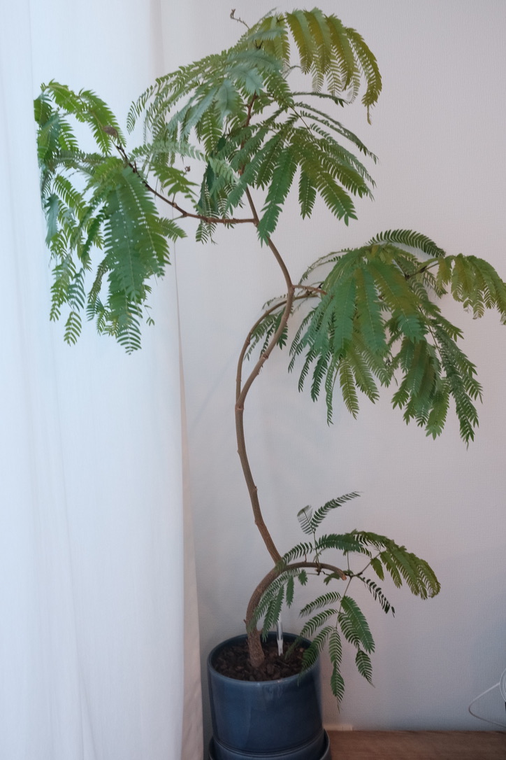 2022年6月末のエバーフレッシュ。幹が太くなってきてます。 - 駆け抜け