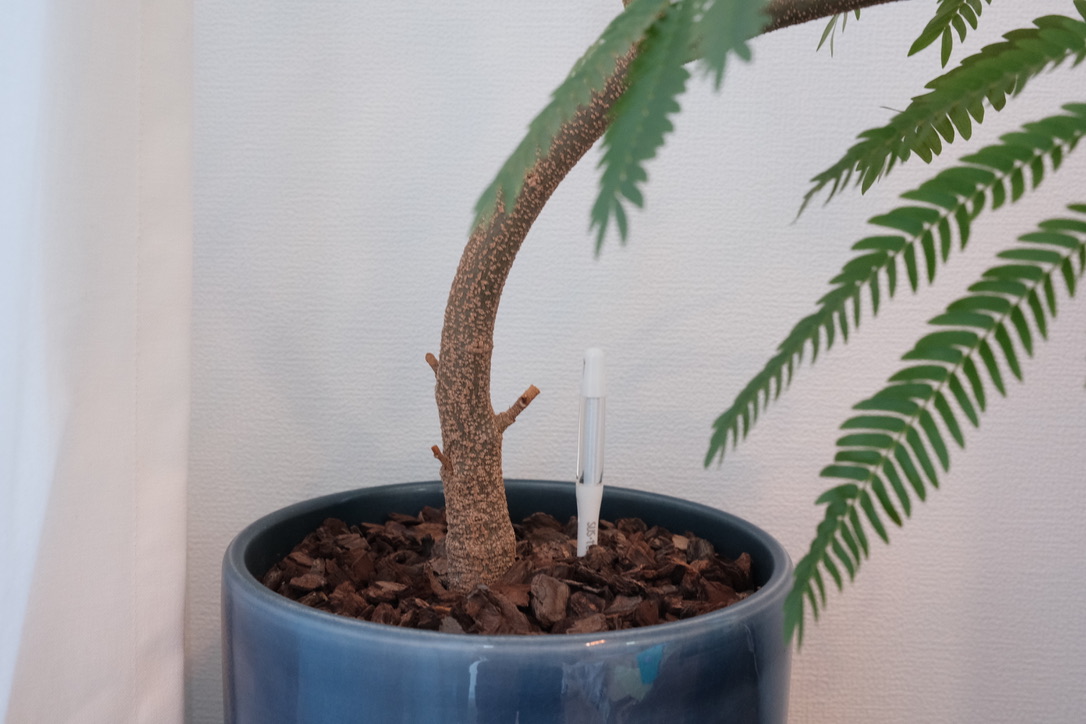 2022年6月末のエバーフレッシュ。幹が太くなってきてます。 - 駆け抜け