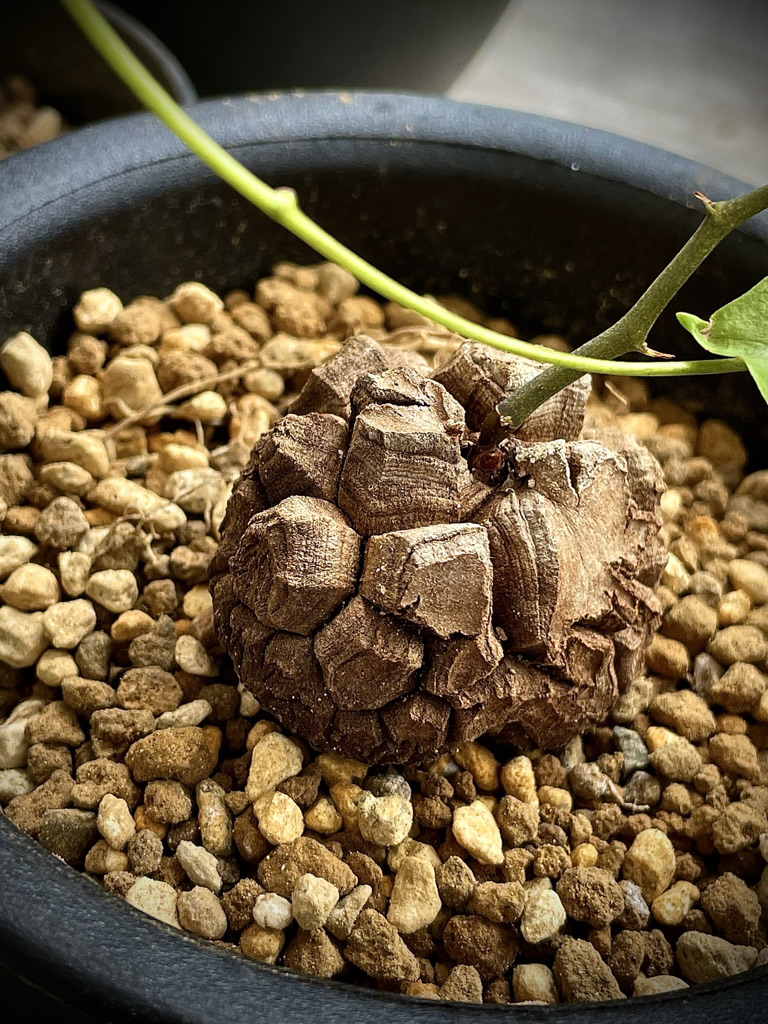 亀甲牡丹 実生 鉢植えメルカリ便送料込み 2025年最新】サボテン ゴジラの人気アイテム - メルカリ