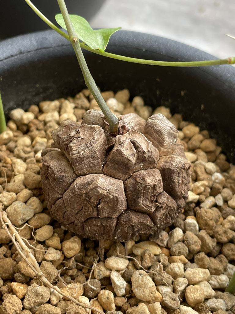 亀甲牡丹 実生 鉢植えメルカリ便送料込み 亀甲牡丹 実生 A1023☆アリオカルプス 牡丹 サボテン☆「送料