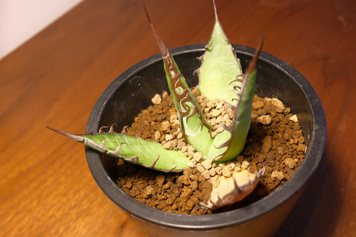 発根管理中のホリダと、新ホリダについて - 駆け抜けて墓場まで