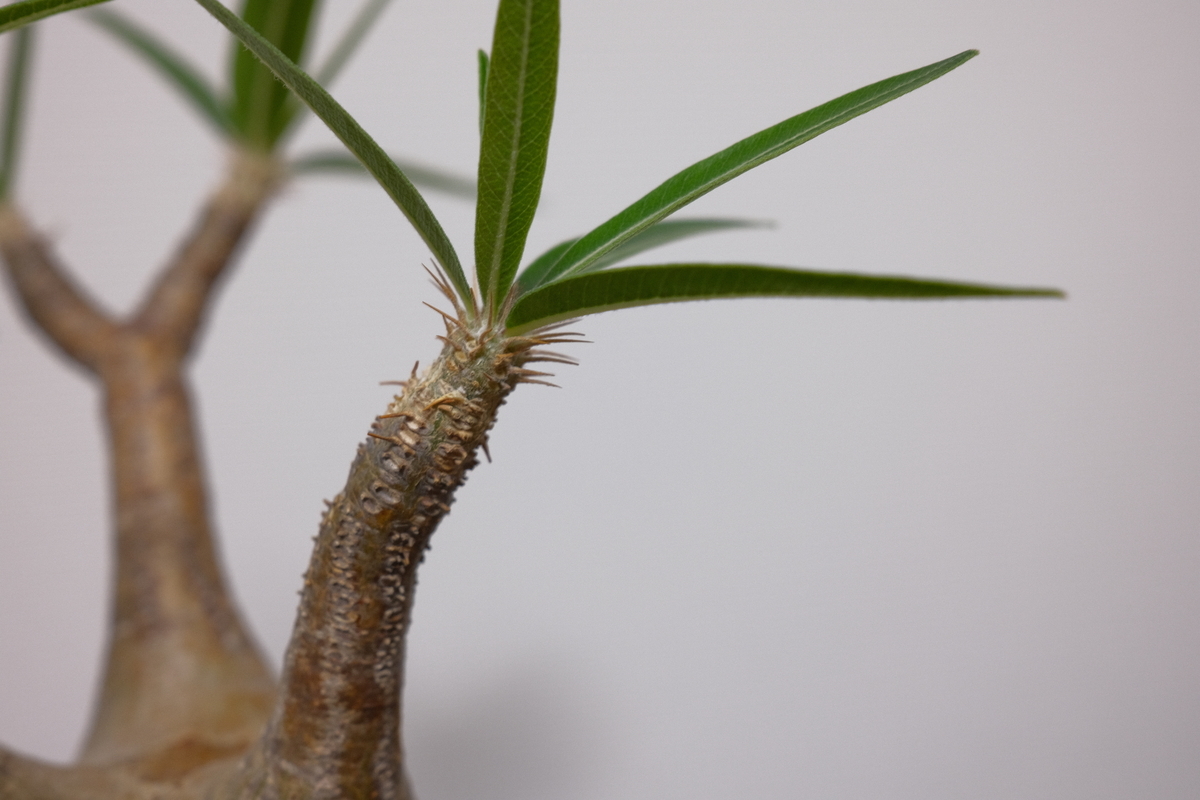 グラキリス ベアルート株 ダブルヘッド 状態良好 爆大 超感謝価格