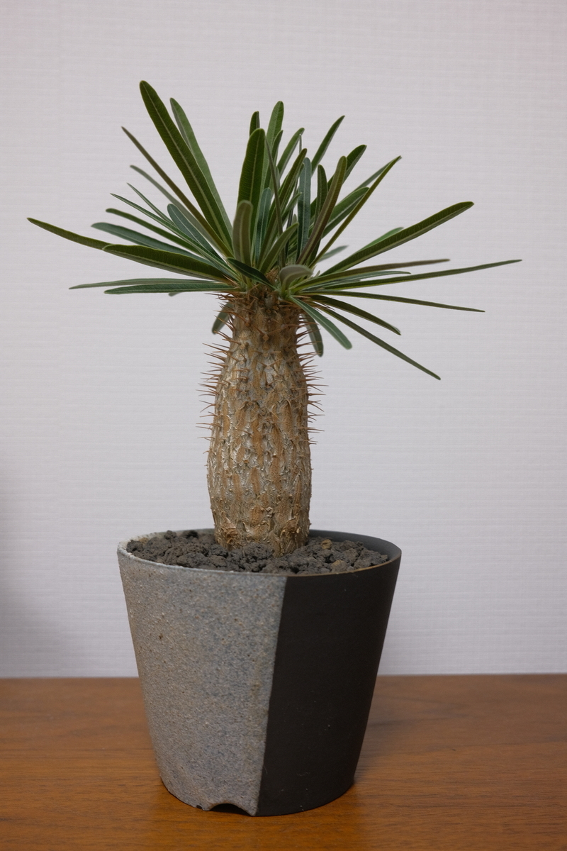 2頭グラキリス 発根済み 【公式通販】