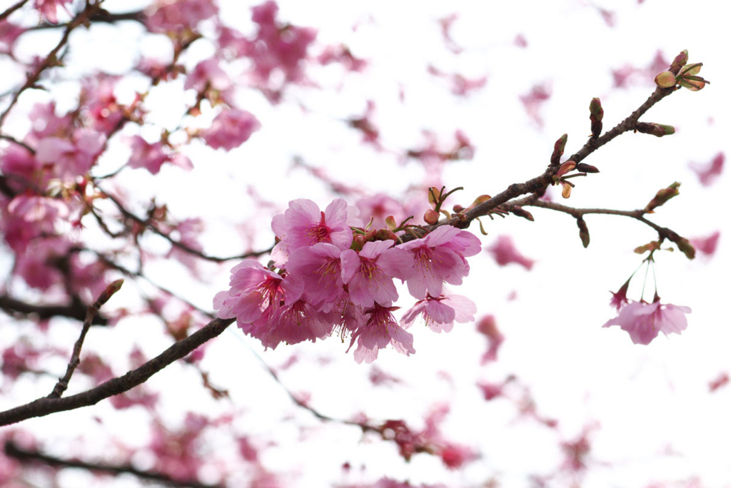 f:id:shamo-ji:20170402171315j:plain f:id:shamo-ji:20170402171315j:plain