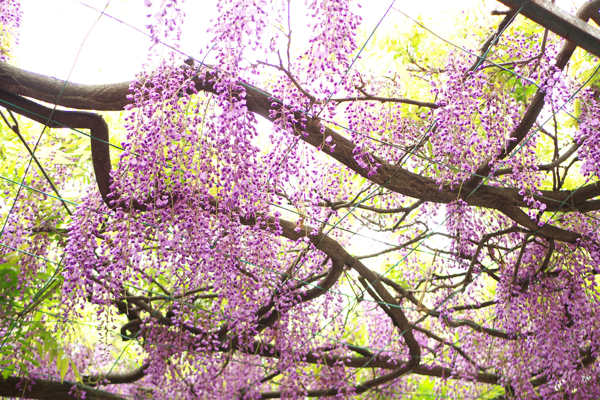 f:id:shamo-ji:20190429221859j:plain f:id:shamo-ji:20190429221859j:plain