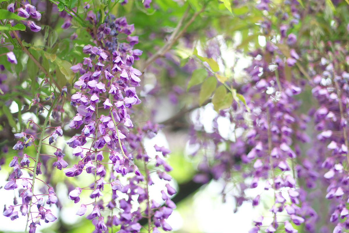 f:id:shamo-ji:20190429221940j:plain f:id:shamo-ji:20190429221940j:plain