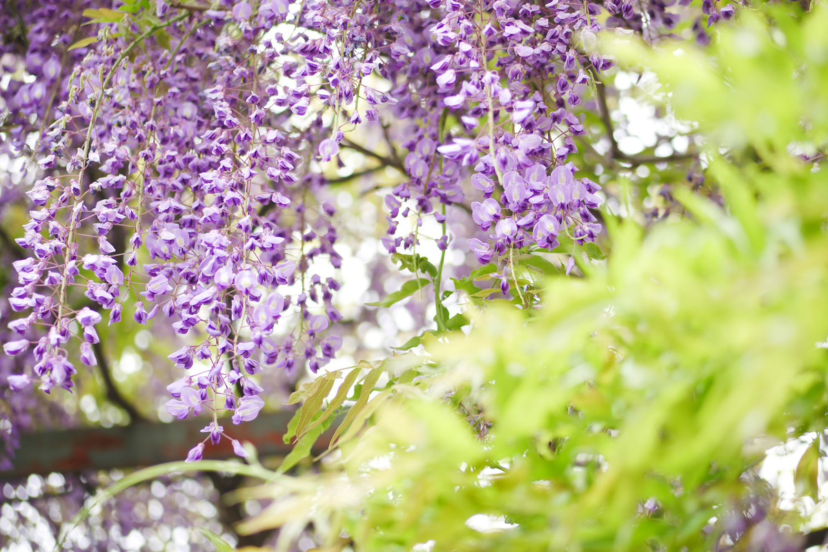 f:id:shamo-ji:20190429222003j:plain f:id:shamo-ji:20190429222003j:plain