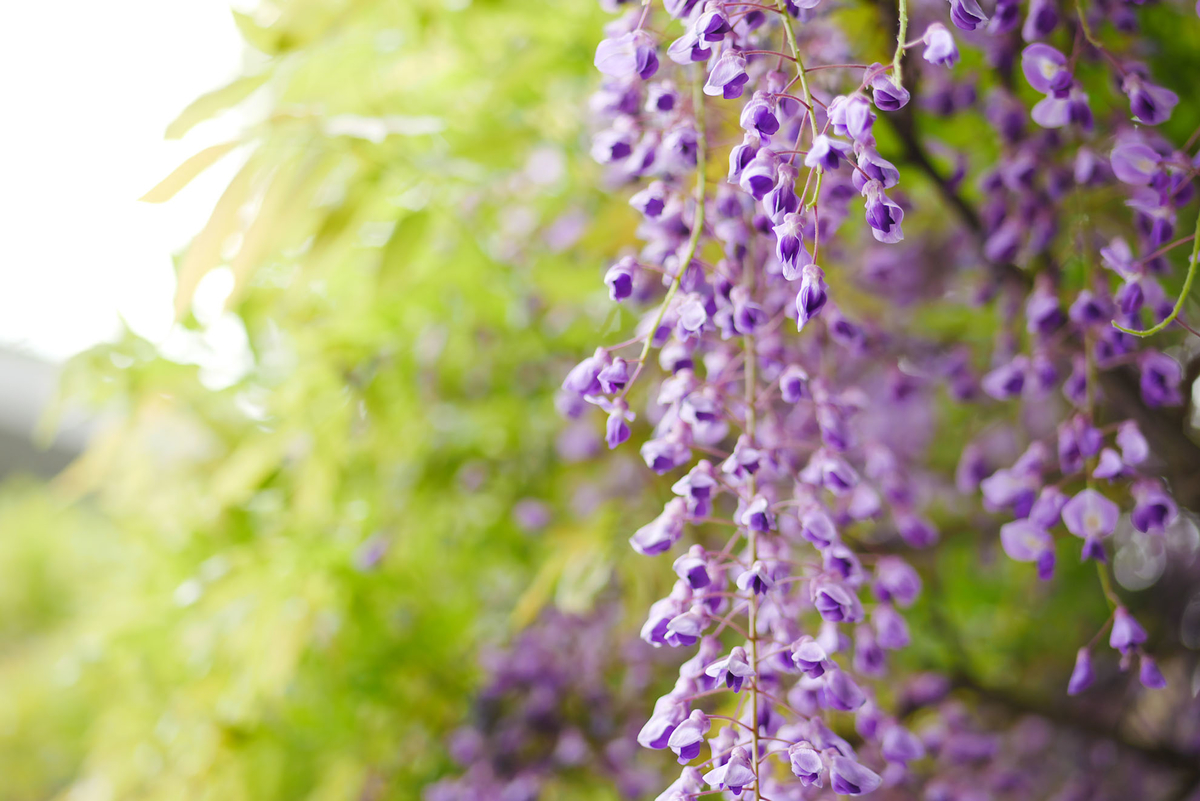 f:id:shamo-ji:20190429222030j:plain f:id:shamo-ji:20190429222030j:plain