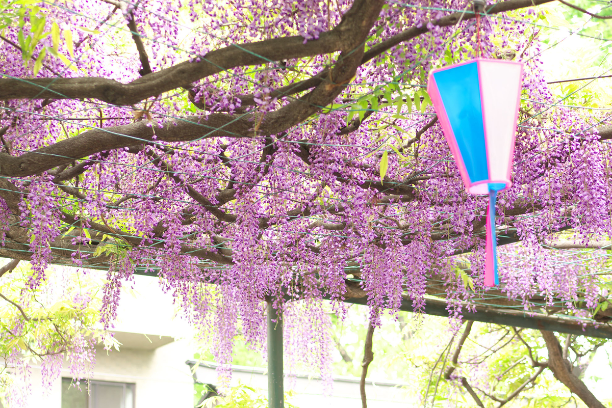 f:id:shamo-ji:20190429222100j:plain f:id:shamo-ji:20190429222100j:plain