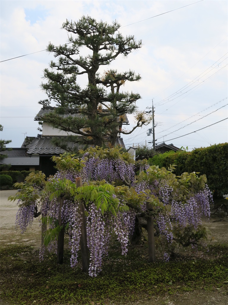 f:id:shamo29:20230501183817j:image