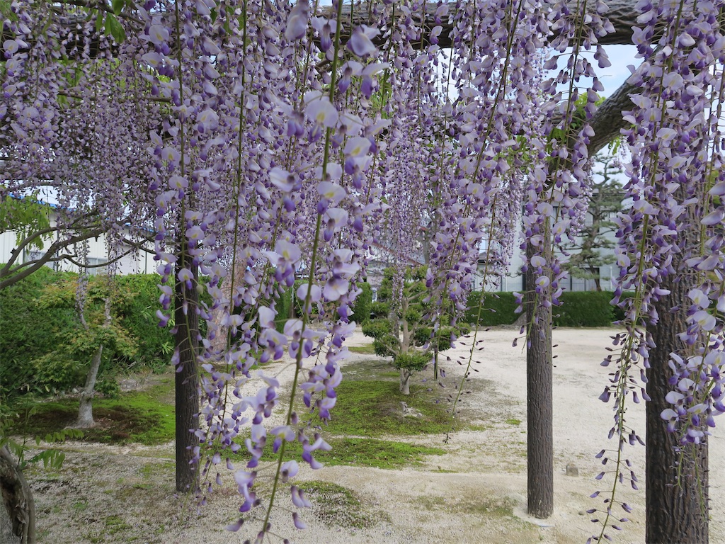 f:id:shamo29:20230501183827j:image