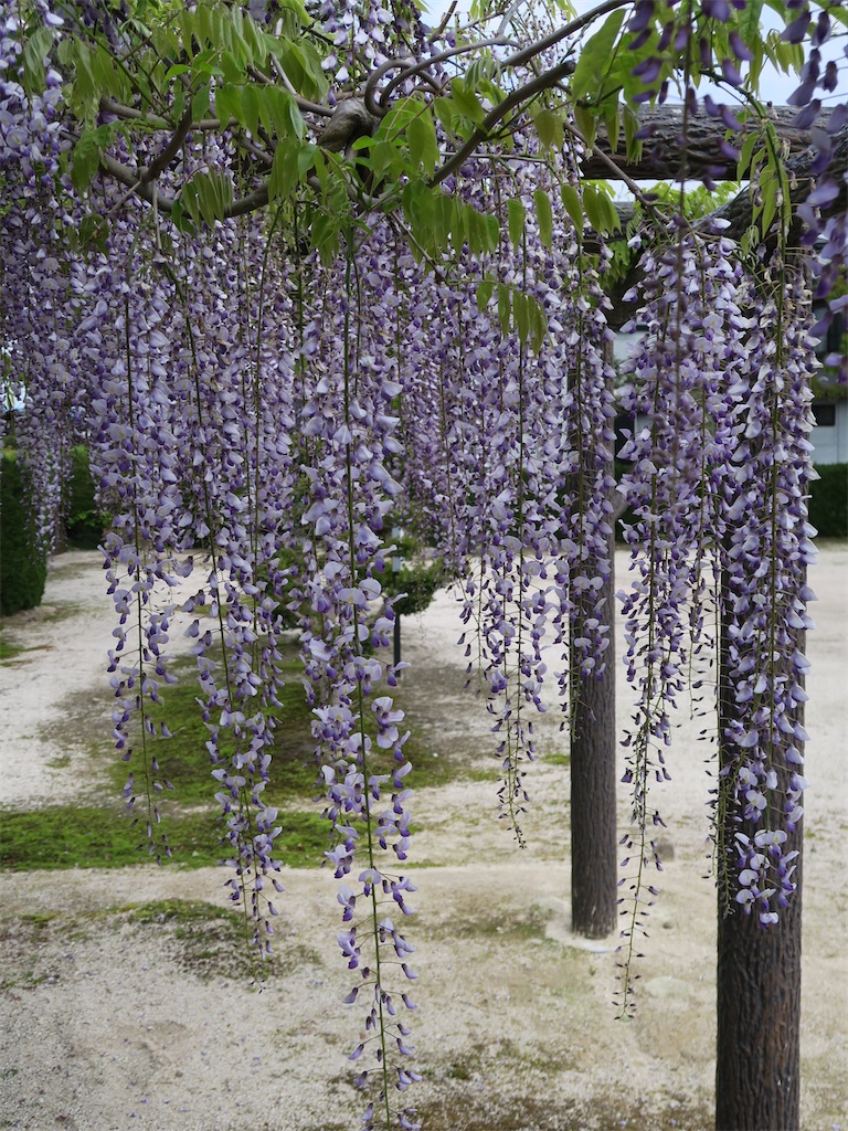 f:id:shamo29:20230501183830j:image