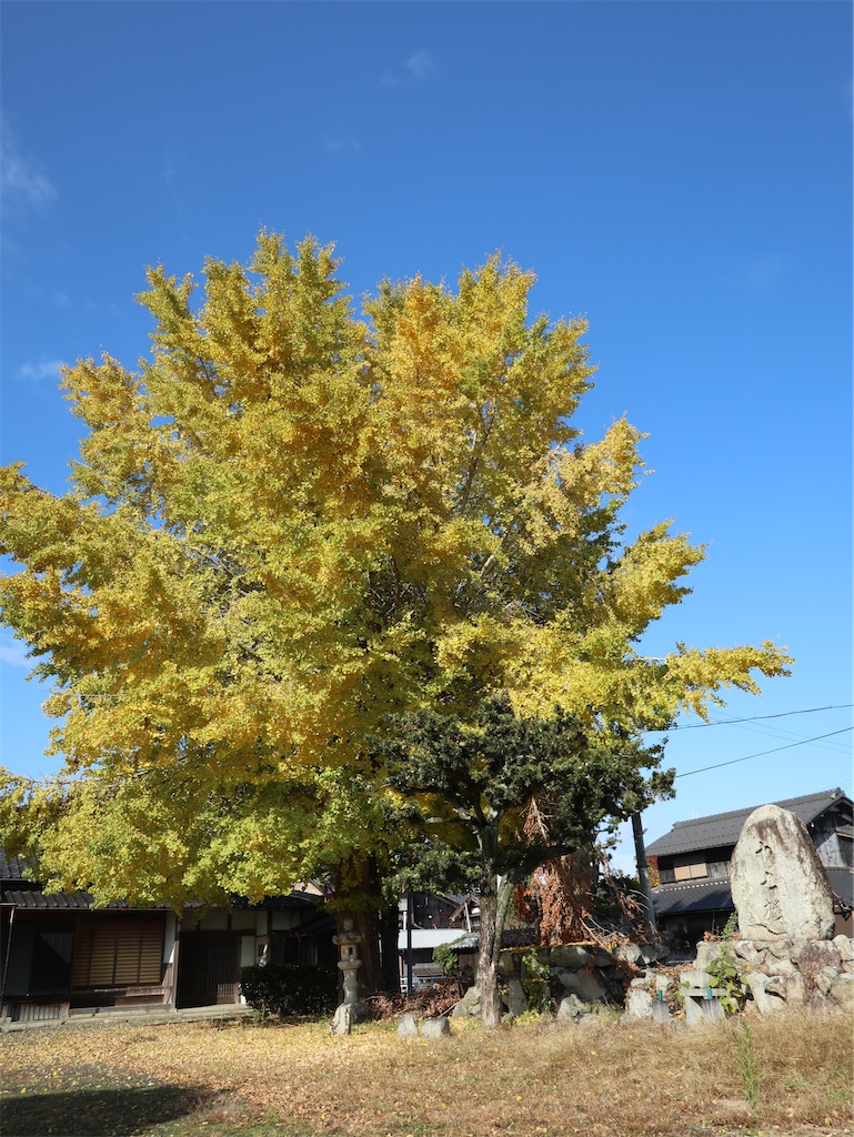f:id:shamo29:20251127121303j:image