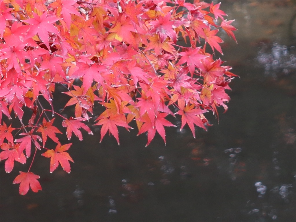 f:id:shamo29:20251201071258j:image