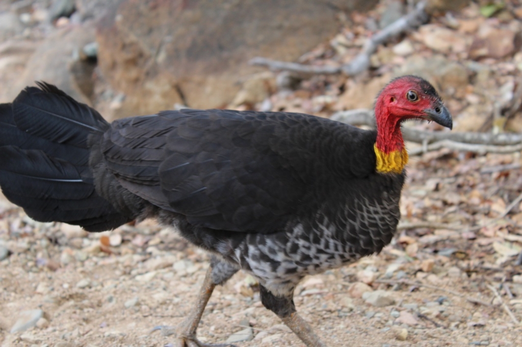 f:id:shamojioil:20160926000123j:plain