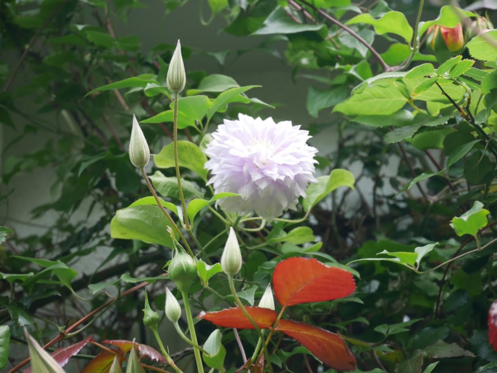 f:id:shamudiego:20170505125533j:plain