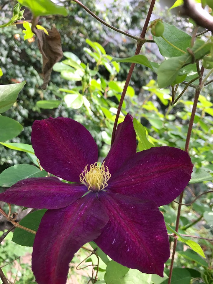 f:id:shamudiego:20170505125537j:plain