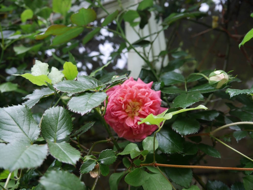 f:id:shamudiego:20170505125538j:plain