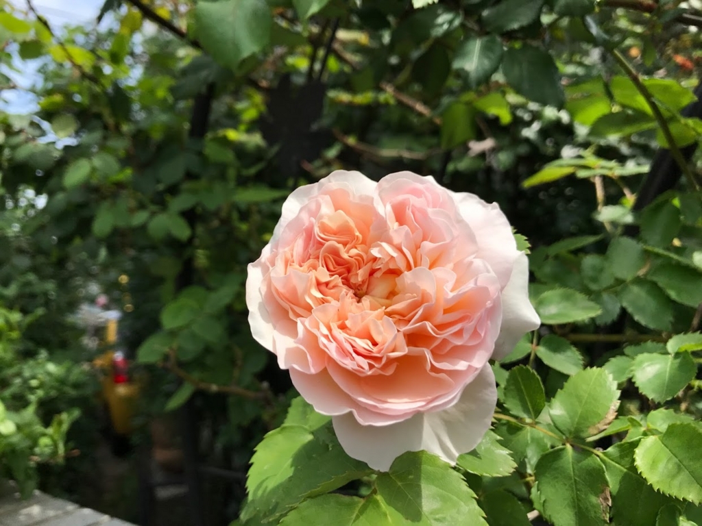 f:id:shamudiego:20170505125540j:plain