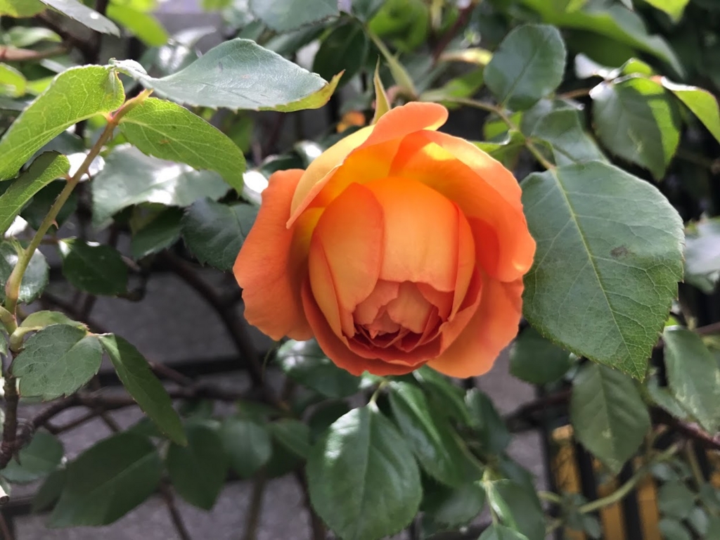 f:id:shamudiego:20170505125544j:plain