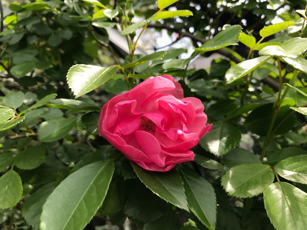 f:id:shamudiego:20170505125546j:plain