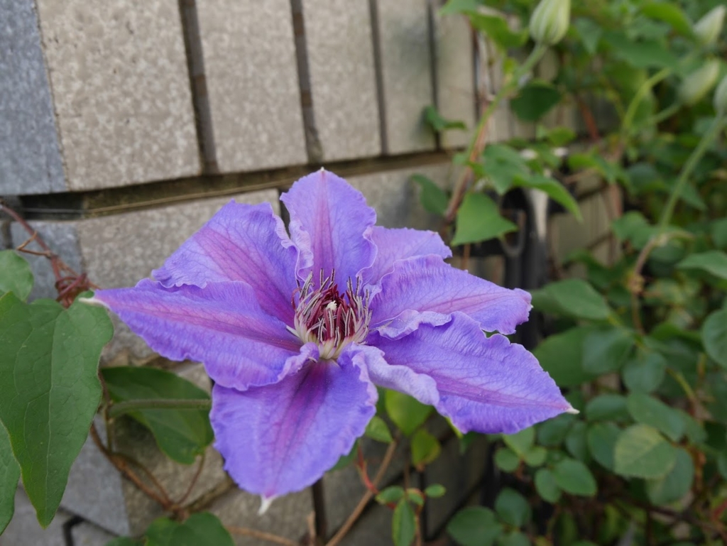 f:id:shamudiego:20170505125550j:plain