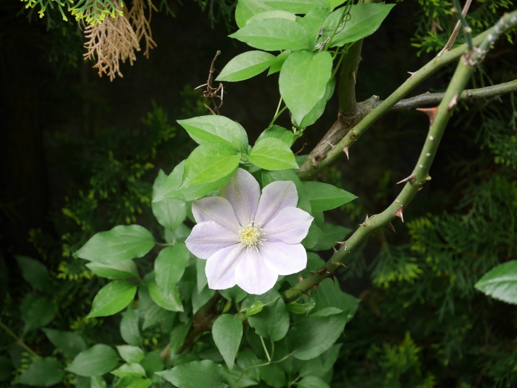 f:id:shamudiego:20170505125600j:plain