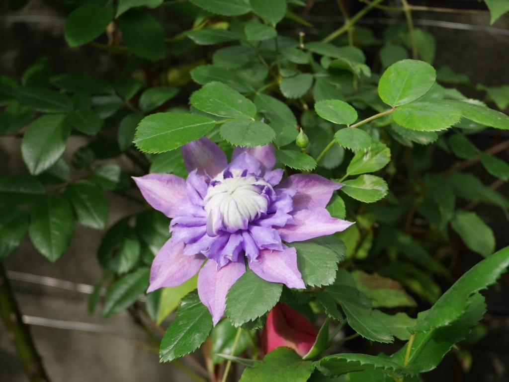 f:id:shamudiego:20170505125607j:plain