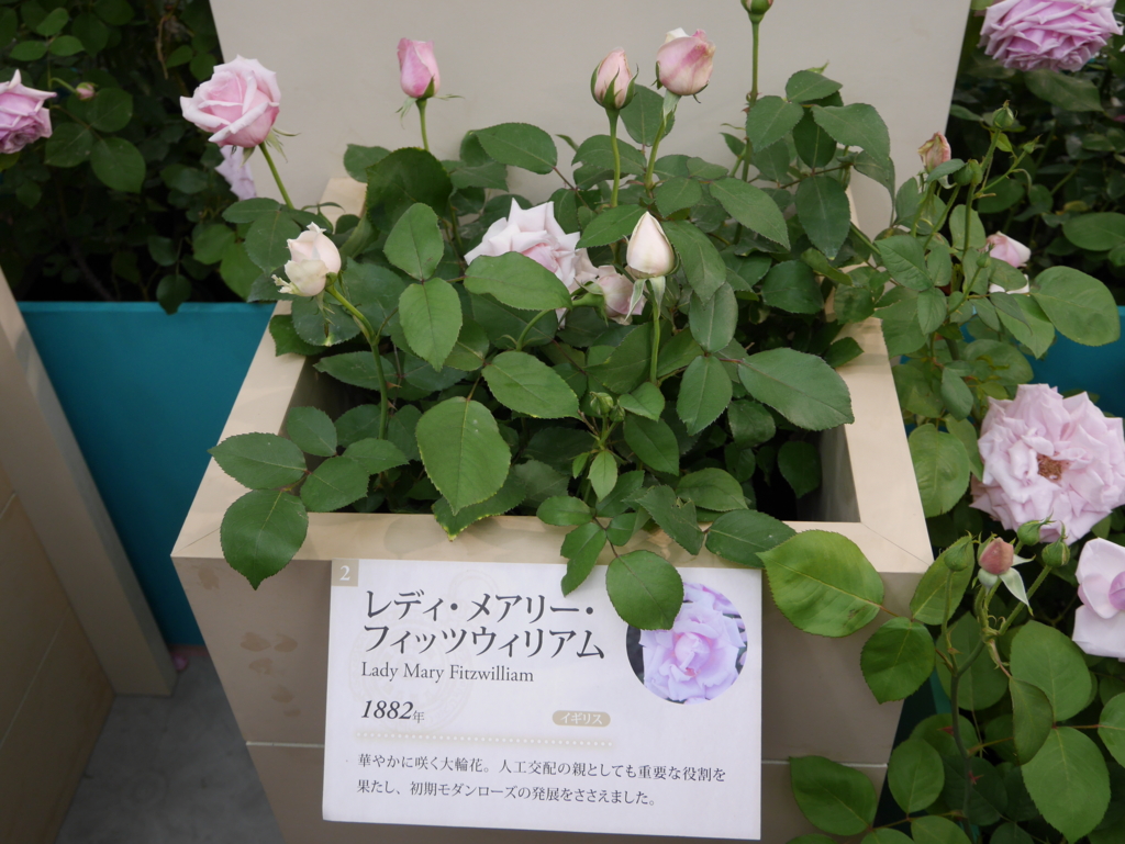 f:id:shamudiego:20170514171118j:plain