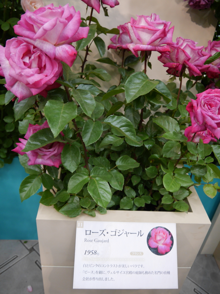 f:id:shamudiego:20170514171126j:plain