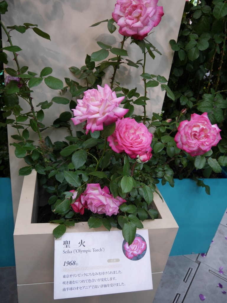 f:id:shamudiego:20170514171157j:plain