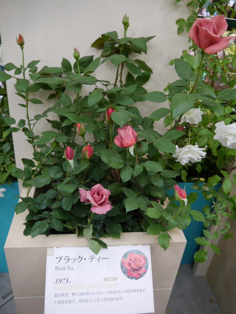f:id:shamudiego:20170514171216j:plain