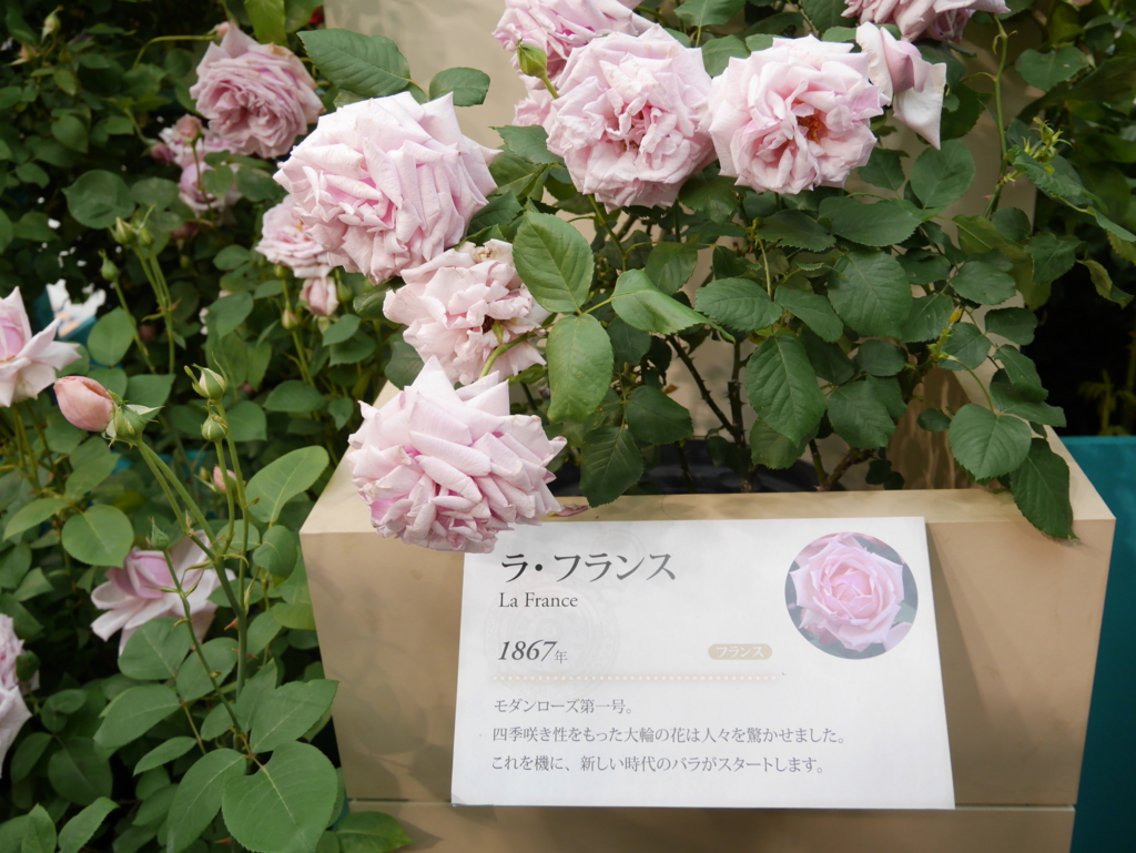 f:id:shamudiego:20170514171236j:plain