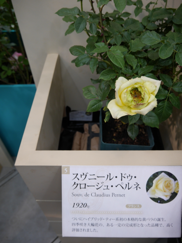 f:id:shamudiego:20170514171404j:plain