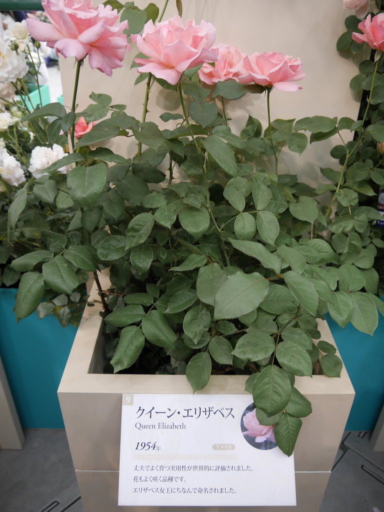 f:id:shamudiego:20170514171451j:plain