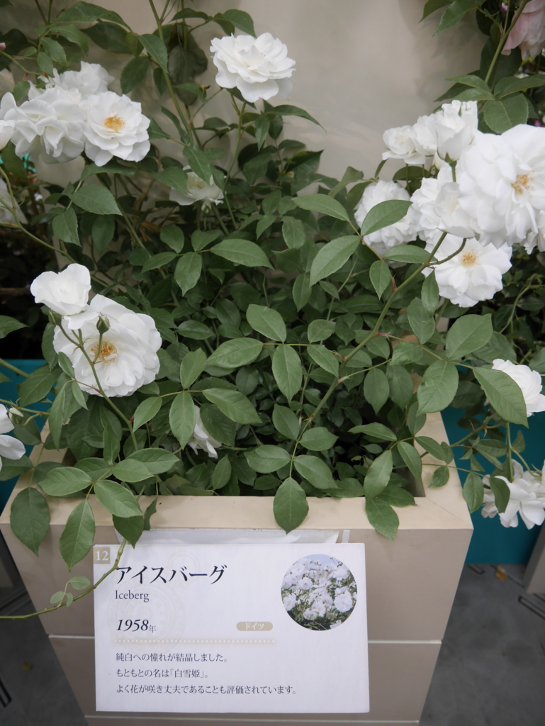 f:id:shamudiego:20170514171816j:plain